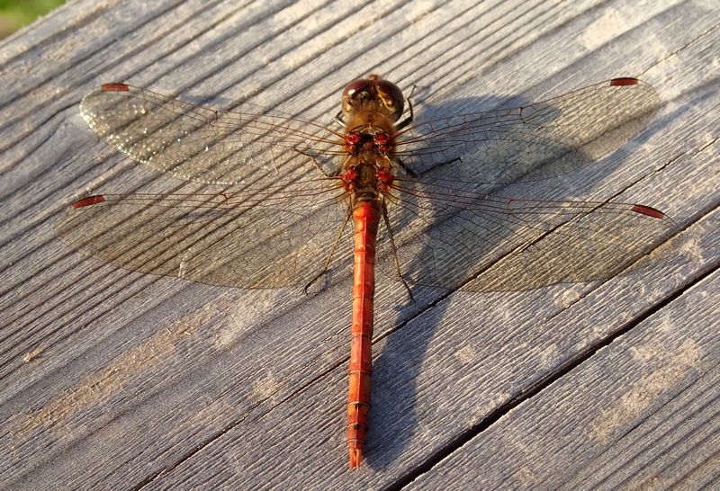 Sympetrum per Maggie: striolatum